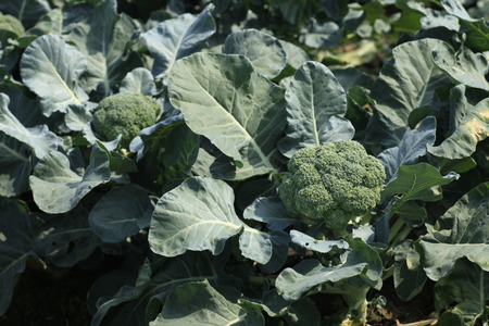 photo of broccoli in the field