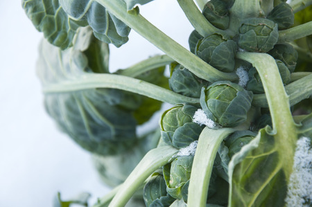 photo of Brussels sprouts in a snowy field