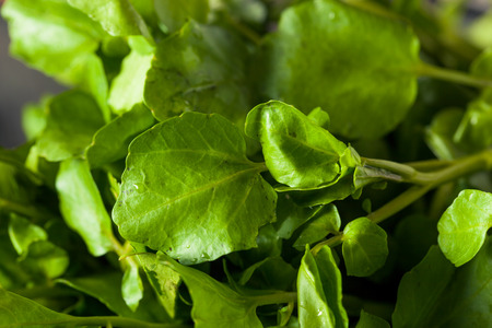 photo of watercress