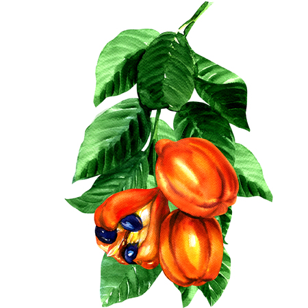 water colour painting of tropical blighia sapida fruit, ackee tree,