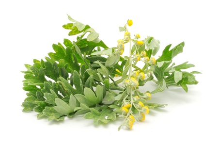 Photo of the herb wormwood