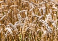 close-up of golden wheat ripe and ready for harvesting