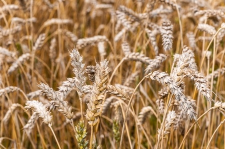 Coeliac disease