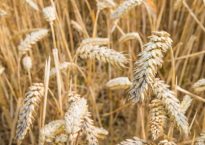 ripe wheat ready for harvesting