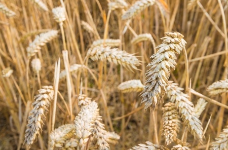 ripe wheat ready for harvesting